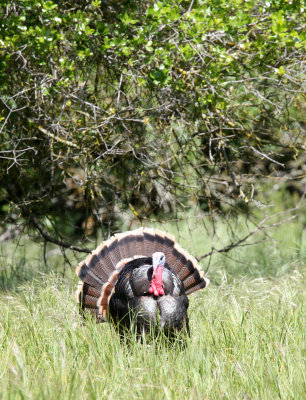 BIRD - TURKEY - WILD TURKEY -  SACRAMENTO CALIFORNIA EFFIE YEAW NATURE RESERVE (20).JPG