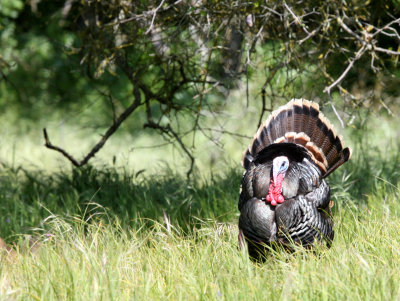 BIRD - TURKEY - WILD TURKEY -  SACRAMENTO CALIFORNIA EFFIE YEAW NATURE RESERVE (23).JPG