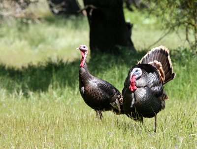 BIRD - TURKEY - WILD TURKEY -  SACRAMENTO CALIFORNIA EFFIE YEAW NATURE RESERVE (26).JPG