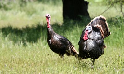 BIRD - TURKEY - WILD TURKEY -  SACRAMENTO CALIFORNIA EFFIE YEAW NATURE RESERVE (27).JPG