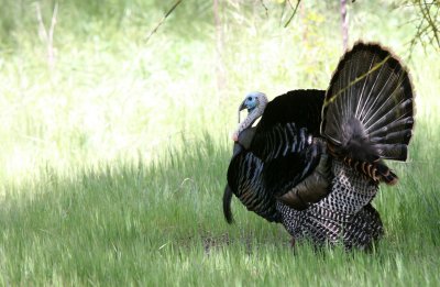 BIRD - TURKEY - WILD TURKEY -  SACRAMENTO CALIFORNIA EFFIE YEAW NATURE RESERVE (4).JPG