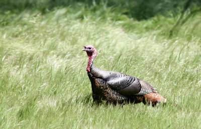 BIRD - TURKEY - WILD TURKEY -  SACRAMENTO CALIFORNIA EFFIE YEAW NATURE RESERVE (9).JPG