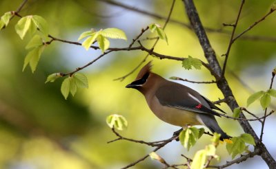 BIRD - WAXWING - CEDAR WAXWING -  SACRAMENTO CALIFORNIA (22).JPG