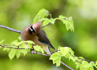 BIRD - WAXWING - CEDAR WAXWING -  SACRAMENTO CALIFORNIA (4).JPG