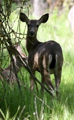 CERVID - DEER - CALIFORNIA MULE DEER -  SACRAMENTO CALIFORNIA EFFIE YEAW NATURE RESERVE.JPG