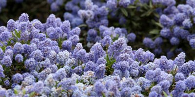 RHAMNACEAE - CEONOTHUS SPECIES - LILAC - COSUMNES RIVER PRESERVE CALIFORNIA.JPG