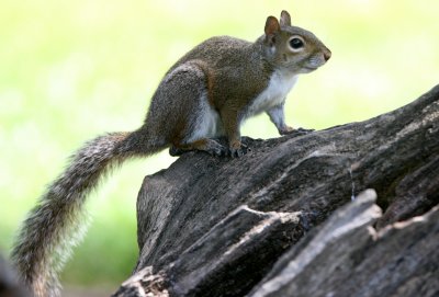 RODENT - SQUIRREL - EASTERN GRAY SQUIRREL -  SACRAMENTO CALIFORNIA (8).JPG