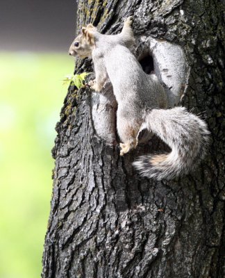 RODENT - SQUIRREL - WESTERN GRAY SQUIRREL -  SACRAMENTO CALIFORNIA.JPG