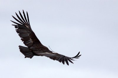 BIRD - VULTURE - CONDOR - CALIFORNIA CONDOR - PINNACLES NATIONAL MONUMENT CALIFORNIA (42).JPG