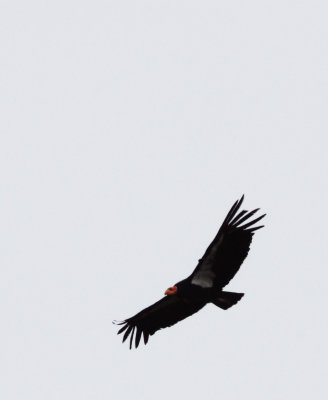 BIRD - VULTURE - CONDOR - CALIFORNIA CONDOR - PINNACLES NATIONAL MONUMENT CALIFORNIA (60).JPG