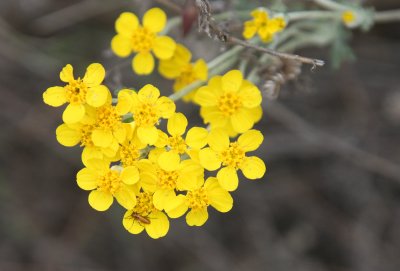 BRASSICACEAE - EYRISIMUM SPECIES - WALLFLOWER SPECIES - PINNACLES NATIONAL MONUMENT CALIFORNIA.JPG