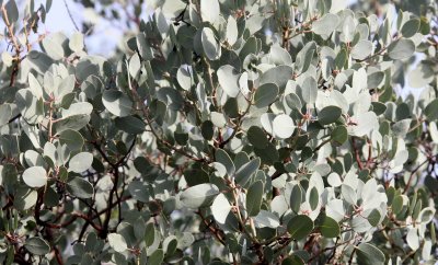 ERICACEAE - ARCTOSTAPHYLOS GLAUCA - BIG-BERRIED MANZANITA - PINNACLES NATIONAL MONUMENT CALIFORNIA (6).JPG