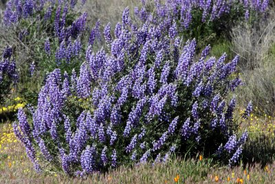 FABACEAE - LUPINUS ALBIFRONS - INTERIOR OR SILVER BUSH LUPINE - PINNACLES PLAIN NATIONAL MONUMENT (2).JPG