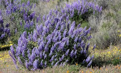 FABACEAE - LUPINUS ALBIFRONS - INTERIOR OR SILVER BUSH LUPINE - PINNACLES PLAIN NATIONAL MONUMENT (3).JPG