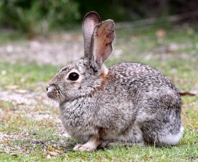 LAGOMORPH - RABBIT - DESERT COTTONTAIL - PINNACLES NATIONAL MONUMENT CALIFORNIA (13).JPG