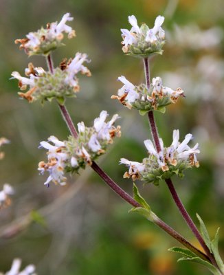 LAMIACEAE - SALVIA SPECIES - SAGE SPECIES - PINNACLES NATIONAL MONUMENT CALIFORNIA (2).JPG