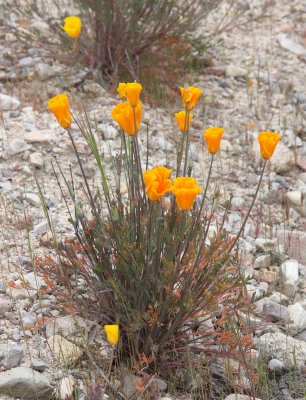 PAPAVERACEAE - ESCHSCHOLZIA CALIFORNICA - CALIFORNIA POPPY - PINNACLES NATIONAL MONUMENT CALIFORNIA (2).JPG