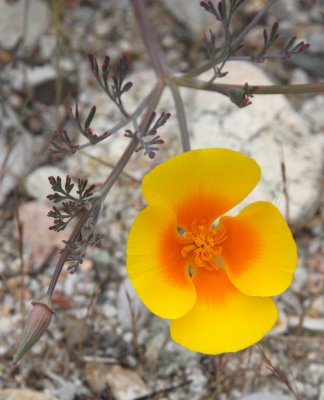 PAPAVERACEAE - ESCHSCHOLZIA CALIFORNICA - CALIFORNIA POPPY - PINNACLES NATIONAL MONUMENT CALIFORNIA (5).JPG