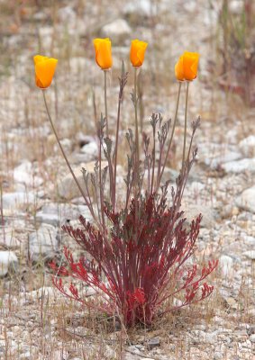 PAPAVERACEAE - ESCHSCHOLZIA CALIFORNICA - CALIFORNIA POPPY - PINNACLES NATIONAL MONUMENT CALIFORNIA (8).JPG