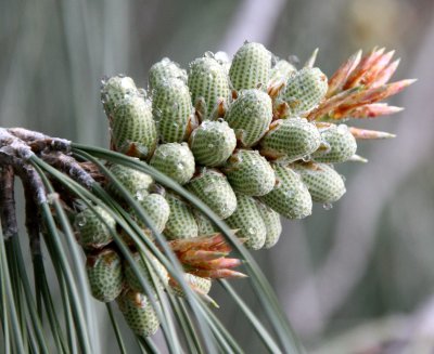 PINACEAE - PINUS SABINAEANA - DIGGER PINE - PINNACLES NATIONAL MONUMENT CALIFORNIA (2).JPG