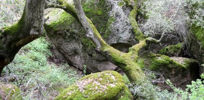 PINNACLES NATIONAL MONUMENT CALIFORNIA - QUERCUS FOREST (3).JPG