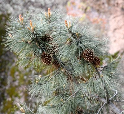 PINNACLES NATIONAL MONUMENT CALIFORNIA - VIEWS OF THE REGION (27).JPG