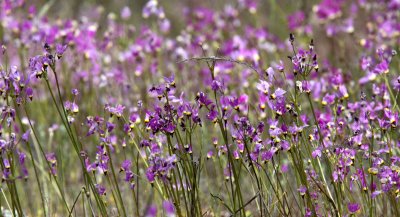 PRIMULACEAE - DODECATHEON CLEVELANDII - SHOOTING STAR - PINNACLES NATIONAL MONUMENT CALIFORNIA (5).JPG