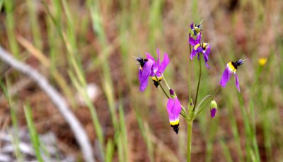 PRIMULACEAE - DODECATHEON CLEVELANDII - SHOOTING STAR - PINNACLES NATIONAL MONUMENT CALIFORNIA (7).JPG