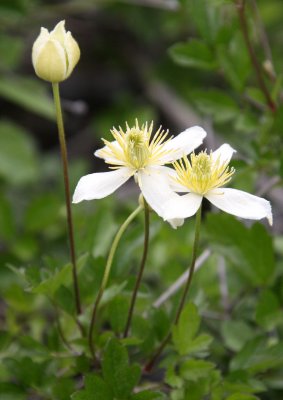 RANUNCULACEAE - CLEMATIS LASIANTHA - PIPESTEMS - PINNACLES NATIONAL MONUMENT CALIFORNIA (2).JPG