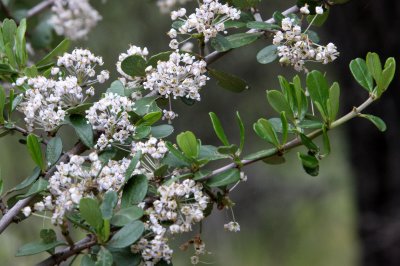 RHAMNACEAE - CEONOTHUS CUNEATUS - PINNACLES NATIONAL MONUMENT CALIFORNIA.JPG