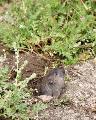 RODENT - GOPHER - BOTTAS POCKET GOPHER - THOMOMYS BOTTAE - PINNACLES NATIONAL MONUMENT CALIFORNIA (14).JPG