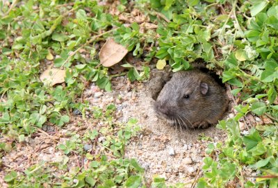 RODENT - GOPHER - BOTTAS POCKET GOPHER - THOMOMYS BOTTAE - PINNACLES NATIONAL MONUMENT CALIFORNIA (4).JPG