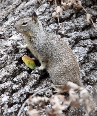 RODENT - SQUIRREL-  CALIFORNIA GROUND SQUIRREL - PINNACLES NATIONAL MONUMENT CALIFORNIA.JPG