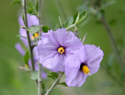 SOLANACEAE - SOLANUM UMBELLIFERUM - BLUE WITCH - PINNACLES NATIONAL MONUMENT CALIFORNIA.JPG