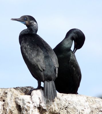 BIRD - CORMORANT - BRANDT'S CORMORANT - ELK HORN SLOUGH RESERVE CALIFORNIA (3).JPG