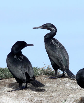 BIRD - CORMORANT - BRANDT'S CORMORANT - ELK HORN SLOUGH RESERVE CALIFORNIA (5).JPG