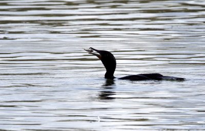 BIRD - CORMORANT - DOUBLE-CRESTED CORMORANT - ELK HORN SLOUGH RESERVE CALIFORNIA (10).JPG