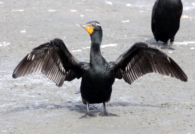 BIRD - CORMORANT - DOUBLE-CRESTED CORMORANT - ELK HORN SLOUGH RESERVE CALIFORNIA (8).JPG