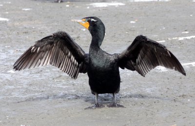 BIRD - CORMORANT - DOUBLE-CRESTED CORMORANT - ELK HORN SLOUGH RESERVE CALIFORNIA (9).JPG