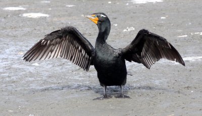 BIRD - CORMORANT - DOUBLE-CRESTED CORMORANT - ELK HORN SLOUGH RESERVE CALIFORNIA.JPG