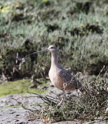 BIRD - CURLEW - LONG-BILLED CURLEW - ELK HORN SLOUGH RESERVE CALIFORNIA (3).JPG