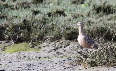 BIRD - CURLEW - LONG-BILLED CURLEW - ELK HORN SLOUGH RESERVE CALIFORNIA (4).JPG