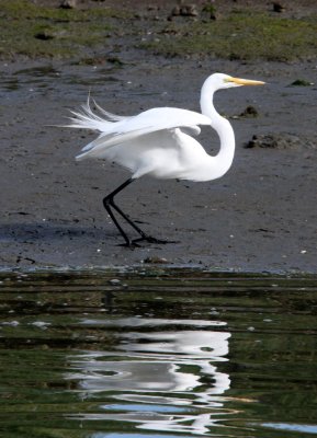 BIRD - EGRET - GREAT EGRET - ELKHORN SLOUGH WILDLIFE REFUGE CALIFORNIA (10).JPG
