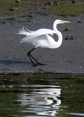 BIRD - EGRET - GREAT EGRET - ELKHORN SLOUGH  WILDLIFE REFUGE CALIFORNIA (10).JPG