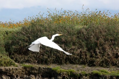 BIRD - EGRET - GREAT EGRET - ELKHORN SLOUGH WILDLIFE REFUGE CALIFORNIA (12).JPG