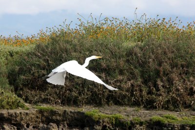 BIRD - EGRET - GREAT EGRET - ELKHORN SLOUGH  WILDLIFE REFUGE CALIFORNIA (12).JPG