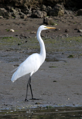 BIRD - EGRET - GREAT EGRET - ELKHORN SLOUGH  WILDLIFE REFUGE CALIFORNIA (3).JPG