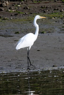 BIRD - EGRET - GREAT EGRET - ELKHORN SLOUGH WILDLIFE REFUGE CALIFORNIA.JPG
