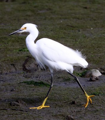 BIRD - EGRET - SNOWY EGRET - ELKHORN SLOUGH CALIFORNIA (11).JPG