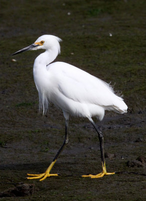 BIRD - EGRET - SNOWY EGRET - ELKHORN SLOUGH CALIFORNIA (13).JPG